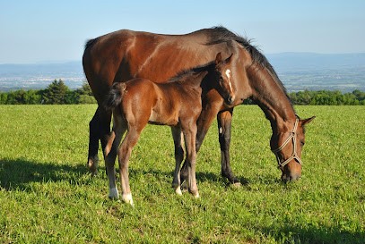 G.a.e.c. De L'azerou, Centre Equestres à Saissac