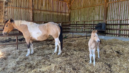 Elevage de la Perle d'Or, Pension pour Chevaux à Montreuil-le-Henri