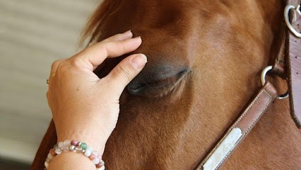 Opti'Mum Centre De Bien Etre Equin, Pension pour Chevaux au Bas Ségala
