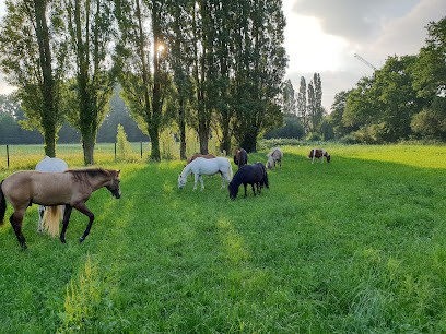 LE TY HARAS, Centre Equestres à Noyal-Châtillon-sur-Seiche