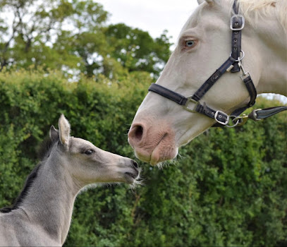 Domaine De Quilvala Pension Pour Chevaux à Merdrignac