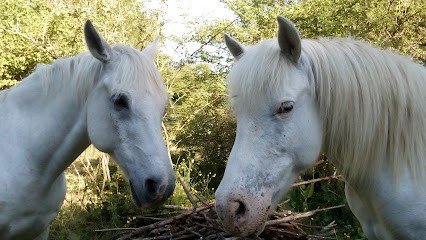 Les Poneys De Magali, Centre Equestres à Roybon