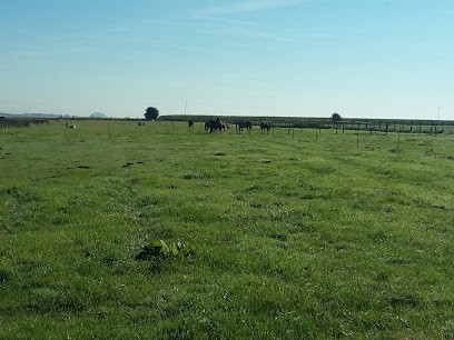 Pony Club De Tangry, Centre Equestres à Tangry