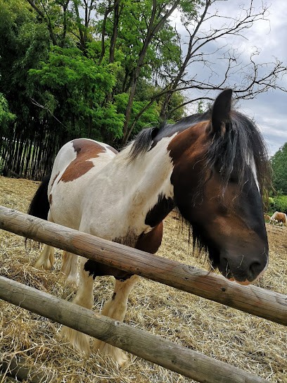 Pony Club Val De Saône, Centre Equestres à Sathonay-Camp