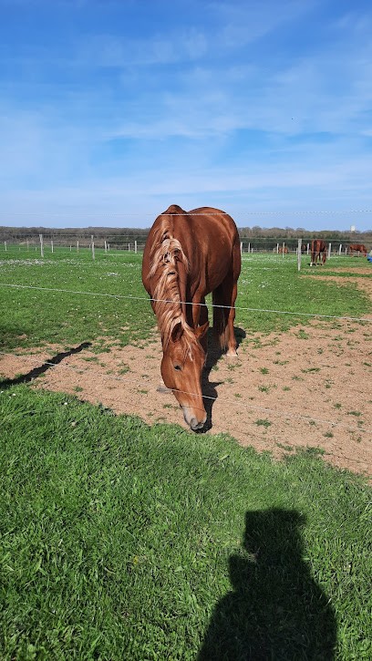 ECURIES LUDOVIC GAUDIN, Centre Equestres à Hermé