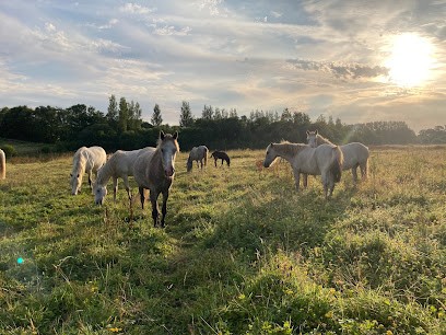 Ecurie Ty Marc H, Centre Equestres à Pouldreuzic