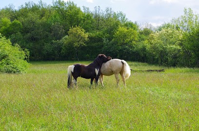 Les Ecuries de Pénélope - Pension Chevaux, Pension pour Chevaux à Poleymieux-au-Mont-d'Or