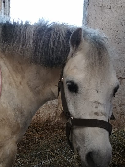 Ecuries Du Meurloir, Centre Equestres à Ruminghem