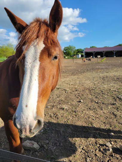 Equestrian Center Pony Club Des Sorinières, Centre Equestres aux Sorinières