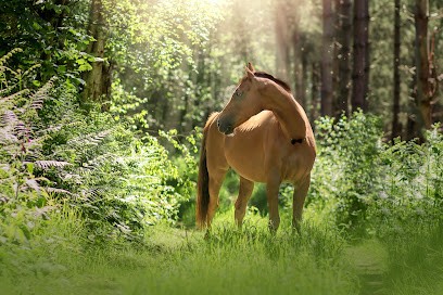 Ecurie La Ferme du Manoir, Pension pour Chevaux à Saint-Nicolas-de-la-Haie