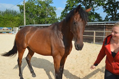 Perf’Forme Horse Academy - Écurie De Compétition / Concours - CSO Dressage - Calvados Proche Lisieux, Centre Equestres à Mézidon Vallée d'Auge