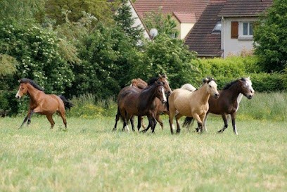 Montgeron Equitation, Centre Equestres à Montgeron