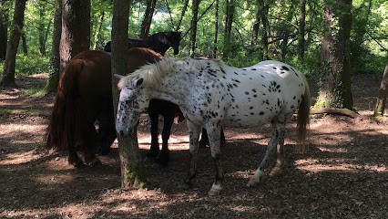 Equestrian Center De Najac, Centre Equestres à Najac