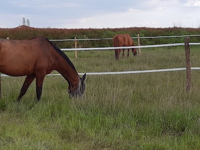 Ecurie Phoenix, Centre Equestres à Fronton