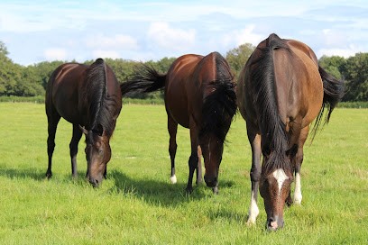 LES ECURIES D'ESPIGAOU, Centre Equestres à Saint-Yan