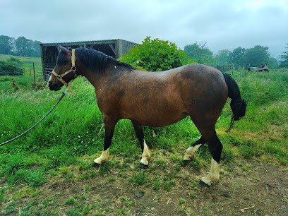 Haras Du Chatenet, Centre Equestres à Saint-Jal