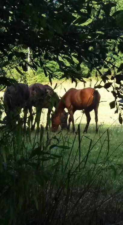 Elevage Du Vallon Des Huppes, Pension pour Chevaux à Eyjeaux