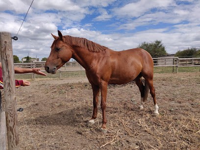 Ecurie De Madère, Centre Equestres à Léguevin
