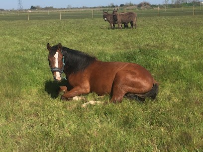 Les ecuries du merval, Pension pour Chevaux à Puyravault