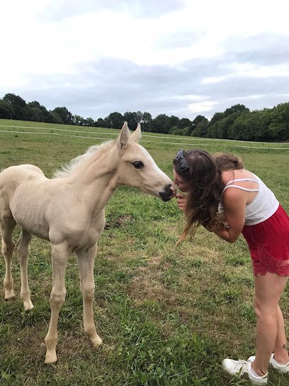 Ecurie De L'Ellez, Centre Equestres à Plouyé
