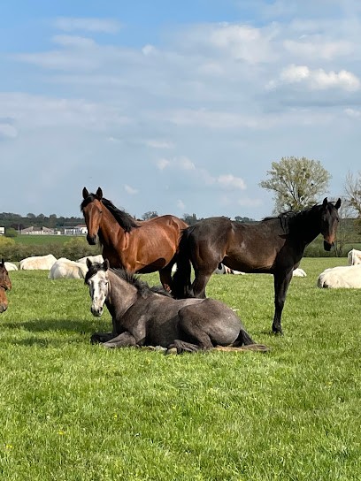 Elevage du Jardin - Chevaux de sport | Ecurie Hammeville, Centre Equestres à Hammeville