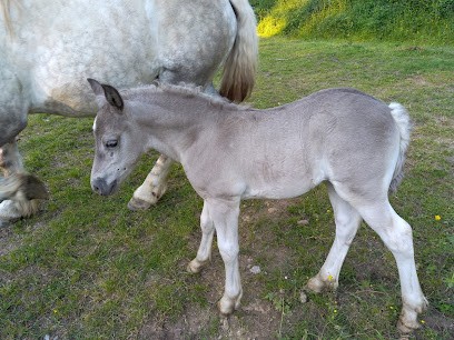 Ecurie Des M, Centre Equestres à Saint-Sébastien