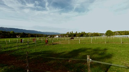 EG Equitation - Ecurie De Propriétaires & Ecole D'équitation, Centre Equestres à Chênex
