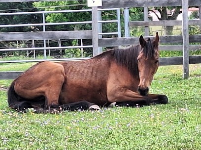 Pension Cheval Les Sabots De Fiesta, Pension pour Chevaux à Saint-Laurent-Bretagne