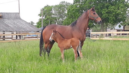 Ecuries De Brumes, Pension pour Chevaux à Cruzilles-lès-Mépillat