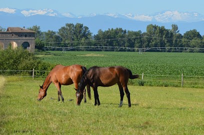 Ecuries de la Gêne, Pension pour Chevaux à Cintegabelle
