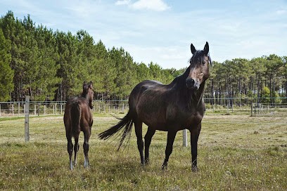 Domaine Equestre De Salaunes, Centre Equestres à Salaunes