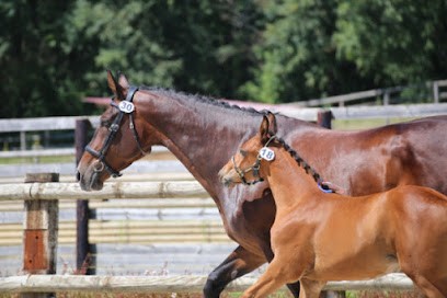 Ecurie Au pré du cheval, Pension pour Chevaux à La Balme-les-Grottes