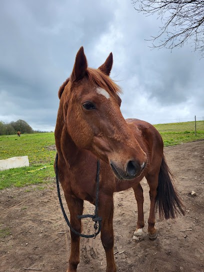 Écurie De Kéréval, Centre Equestres à Plonéis