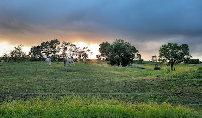 PONEY CLUB DE PIED BERCY, Centre Equestres à La Roche-Blanche