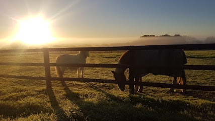 Ecurie Du Bonheur Est Dans Le Pré Pension Pour Chevaux à Noyal-sur-Vilaine