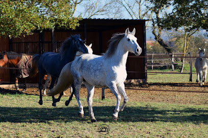 Les Crins De L'ousse Pension Pour Chevaux à Saubens