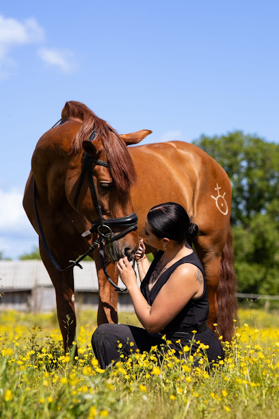 Haras De L'esperanza By Manon Delcroix Ei Pension Pour Chevaux à Cazac