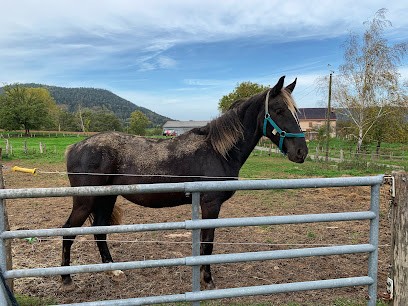 Domaine des Frisons d’Harifaing, Pension pour Chevaux à Corcieux