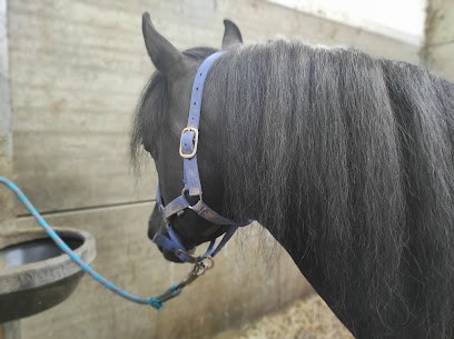 ECURIES DE ST PAER, Centre Equestres à Saint-Paër