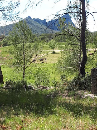 Ranch Saint Loup, Pension pour Chevaux à Saint-Mathieu-de-Tréviers