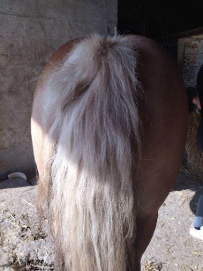 Soc Horse Rurale Écurie Hutin, Centre Equestres à Honnechy