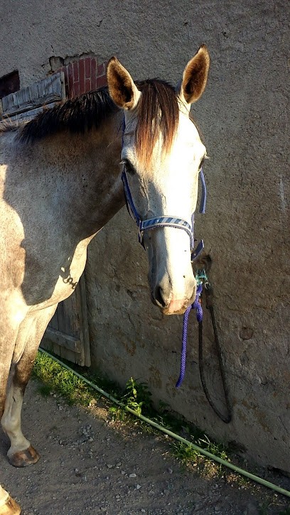 Haras de la Chanebiere, Centre Equestres à Saint-Julien-la-Genête