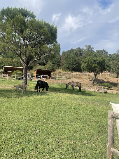 Écuries De L'aurivastre Centre Équestre à Fréjus
