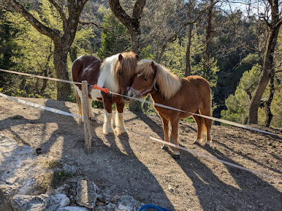 Haras De Coco - Poney Club, Centre Équestre à Levens