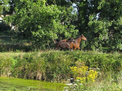 Ecuries du Guyreno, Pension pour Chevaux à Quédillac