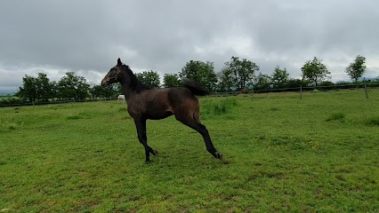 Ecurie du Pré Baron, Pension pour Chevaux à Mornant
