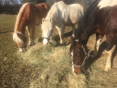 Les écuries de Soetrich, Pension pour Chevaux à Hettange-Grande