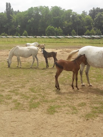 Ecurie De Blanzac, Centre Equestres à Saint-Magne-de-Castillon