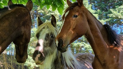 Ecuries Saint-Pierre, Centre Equestres à Plonéour-Lanvern