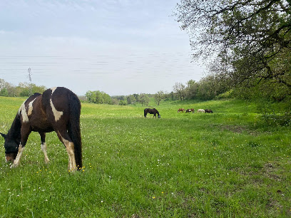 Les Écuries D'epona Pension Pour Chevaux à Réalville